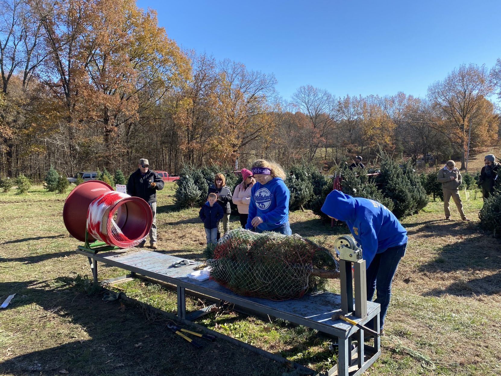 Allen Farm Christmas Trees